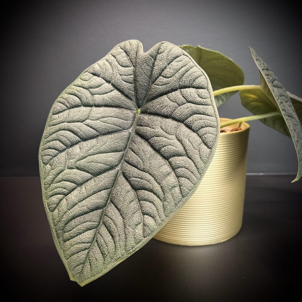 Alocasia-Melo