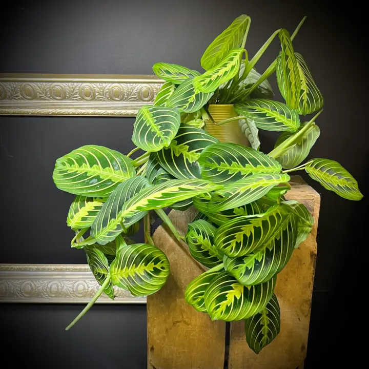 Maranta Lemon Lime