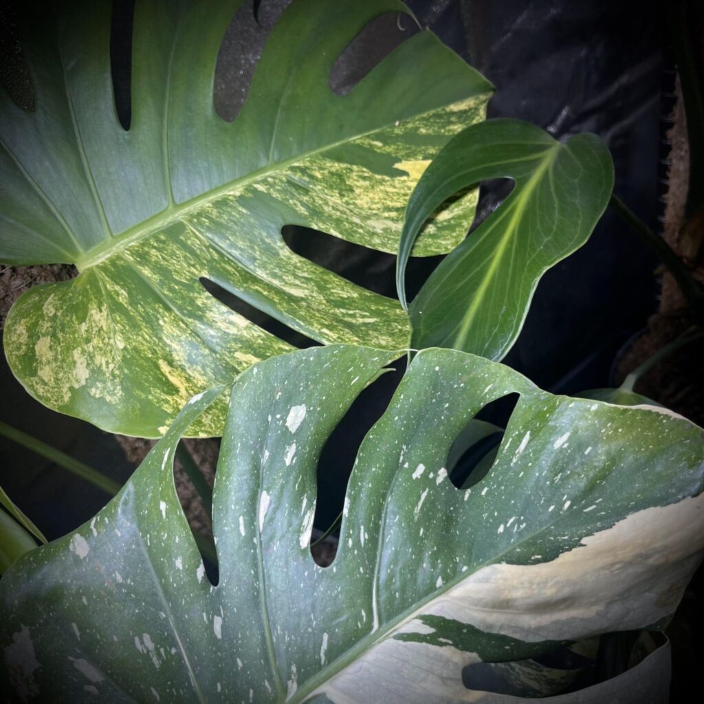 Monstera-bladeren-variegata