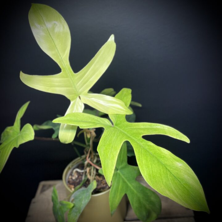 Philodendron Florida Ghost