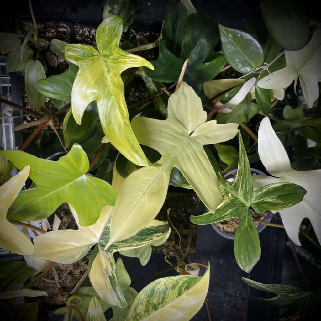 Philodendron-Florida