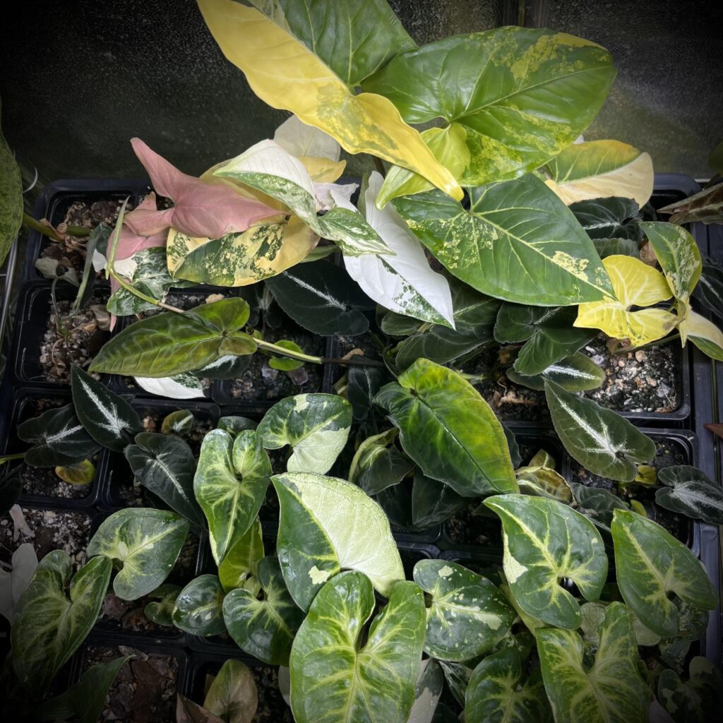 Syngonium-groep