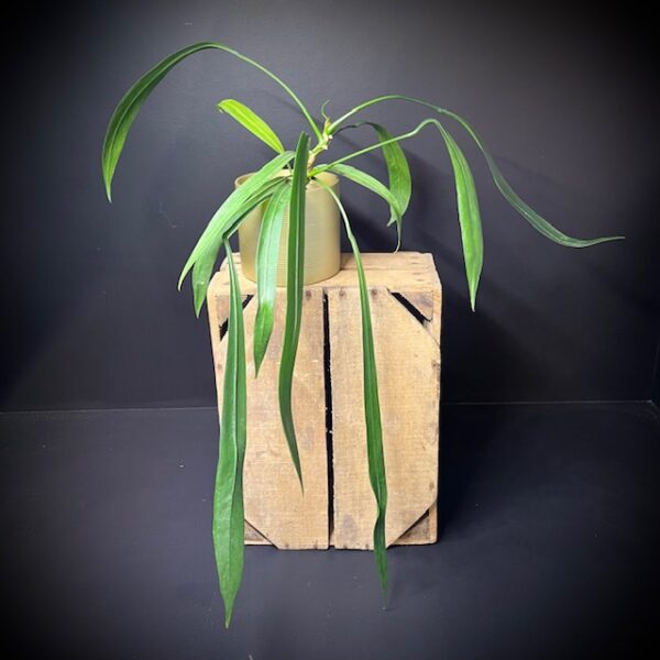 Anthurium Vittarifolium