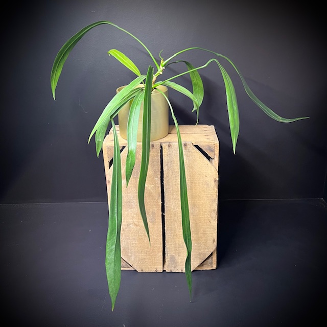 Anthurium Vittarifolium