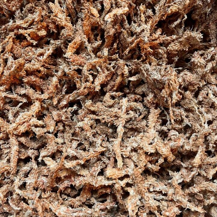 Argentijns-Spagnum-mos