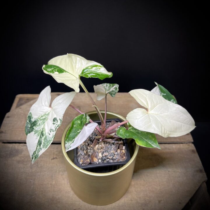 Syngonium Albo