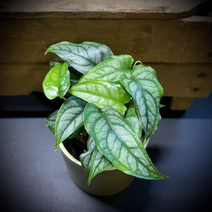 Monstera Siltepecana