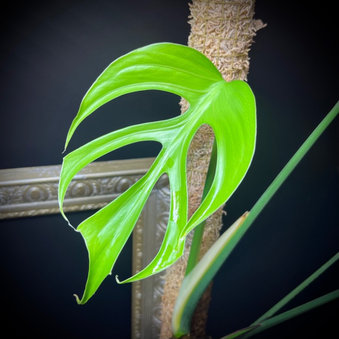 Monstera Burle Marx Flame