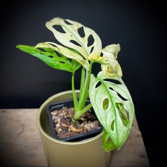 Monstera Adansonii 1