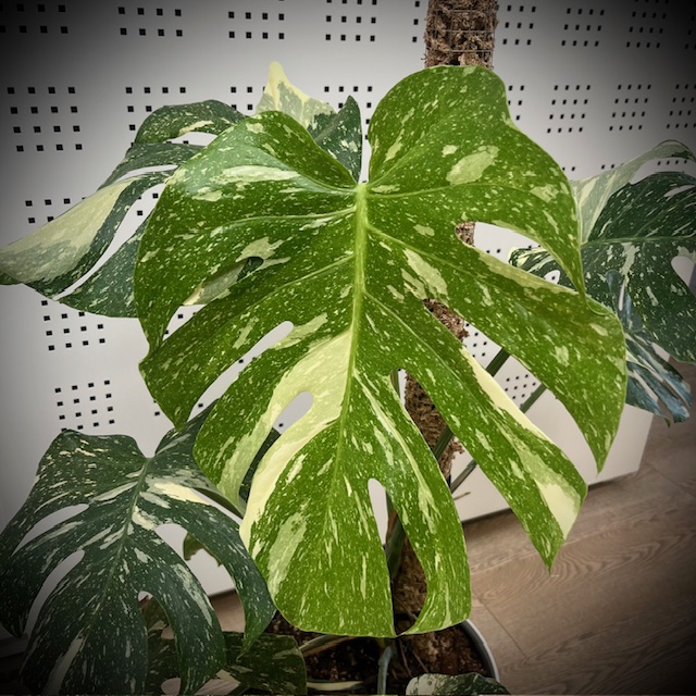 Monstera-Thai-Constellation