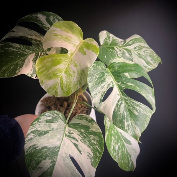 Monstera-albo-productfoto
