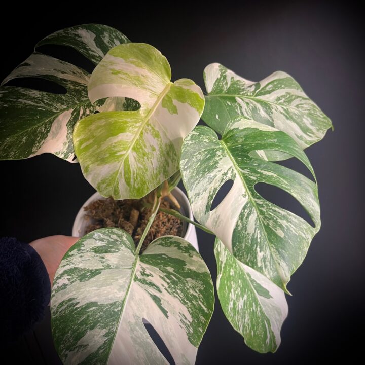 Monstera-albo-productfoto