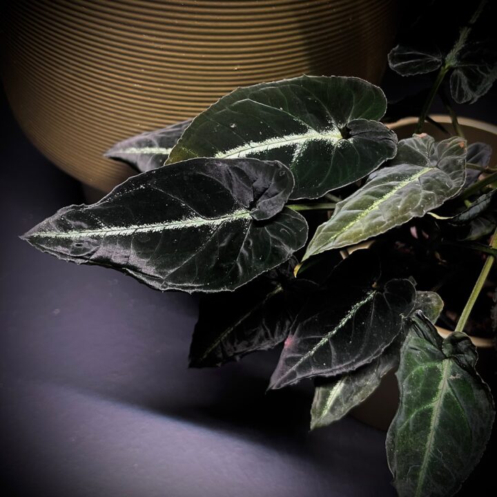 Syngonium-Rayii