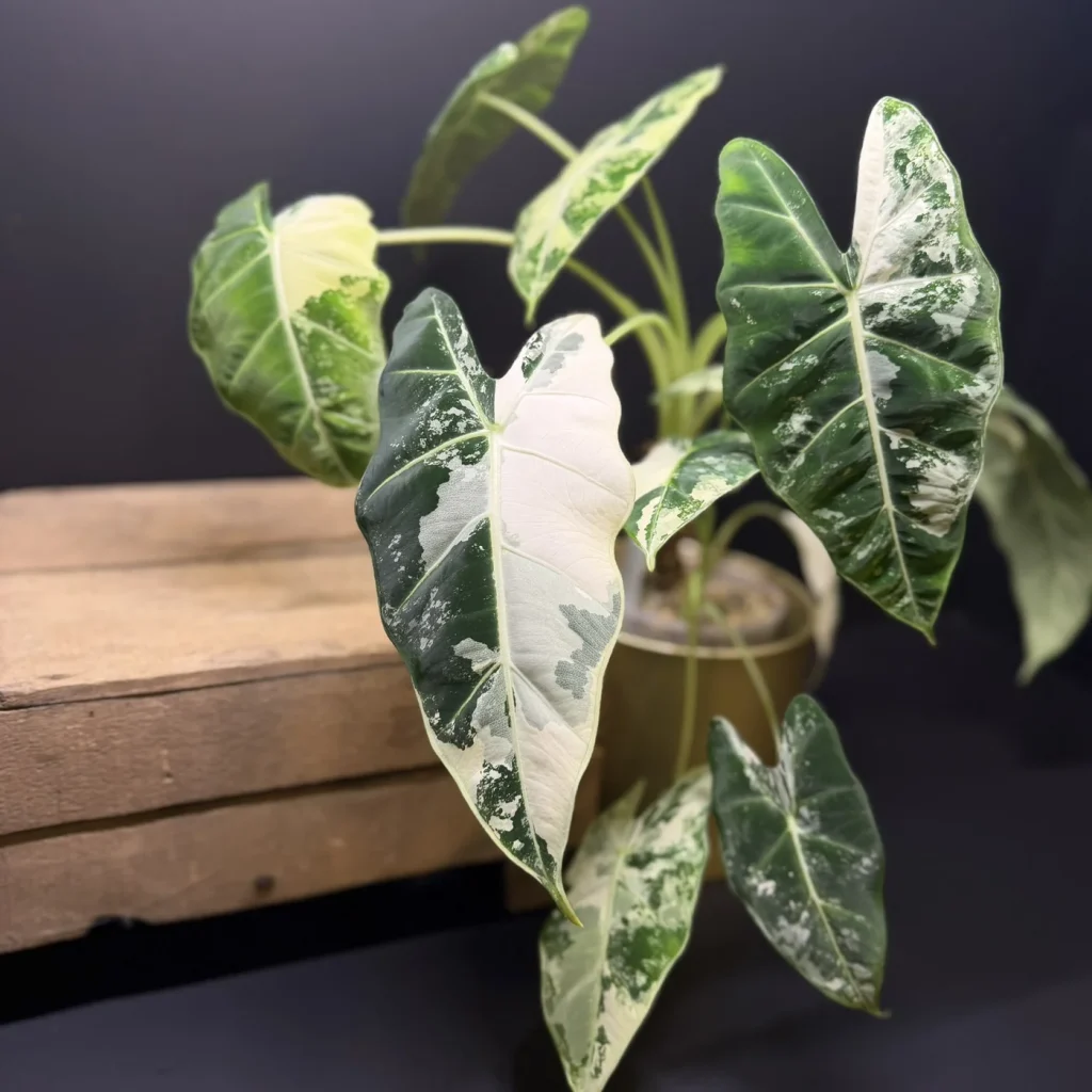 Alocasia Frydek variegata met diepe kleuren en gezonde bladeren