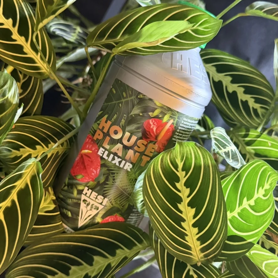 Fles Hesi Houseplant Elixir tussen de bladeren van een Maranta Lemon Lime