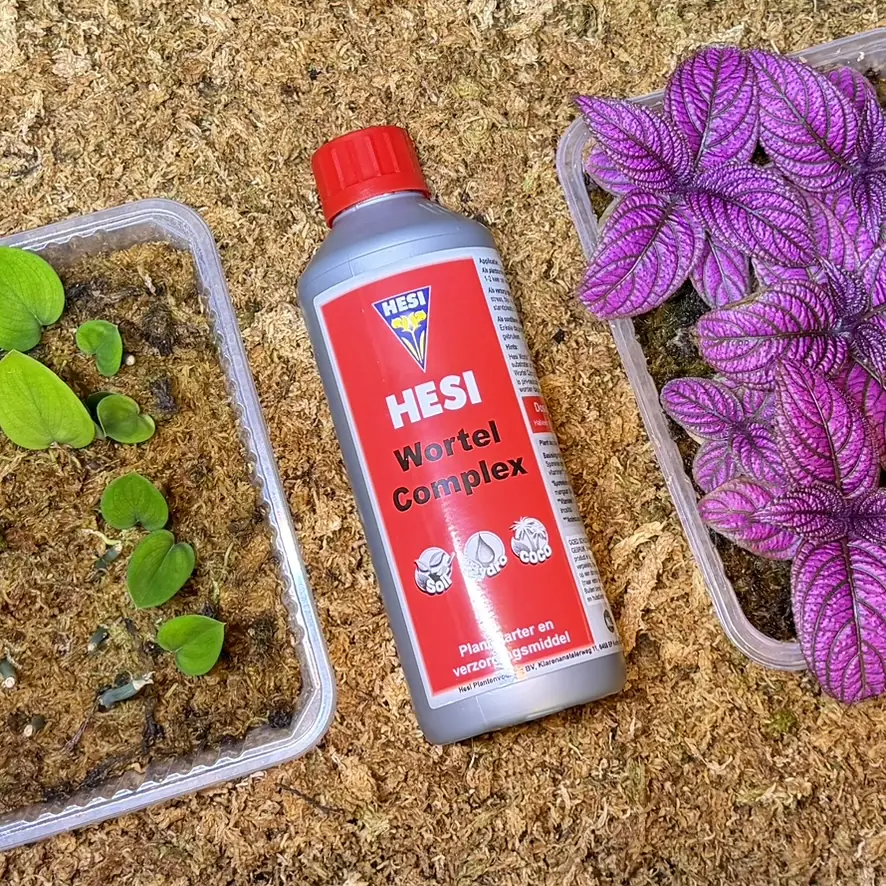Hesi Root Complex bij verse stekjes in sphagnum mos