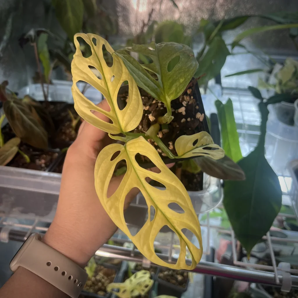 Monstera adansonii variegata (albo) met witbonte bladeren vol vensters