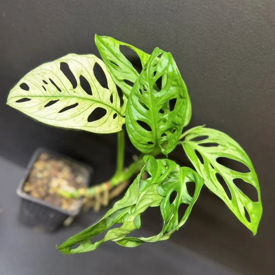 Reverted Monstera adansonii: de nieuwe bladeren groeien groen uit