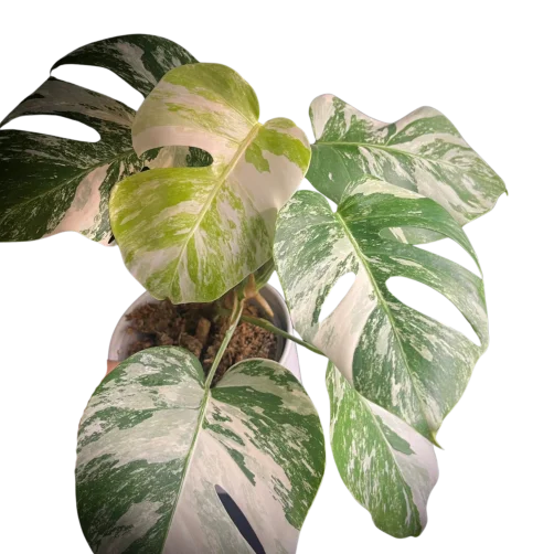 Monstera Albo variegata bij Special Houseplants