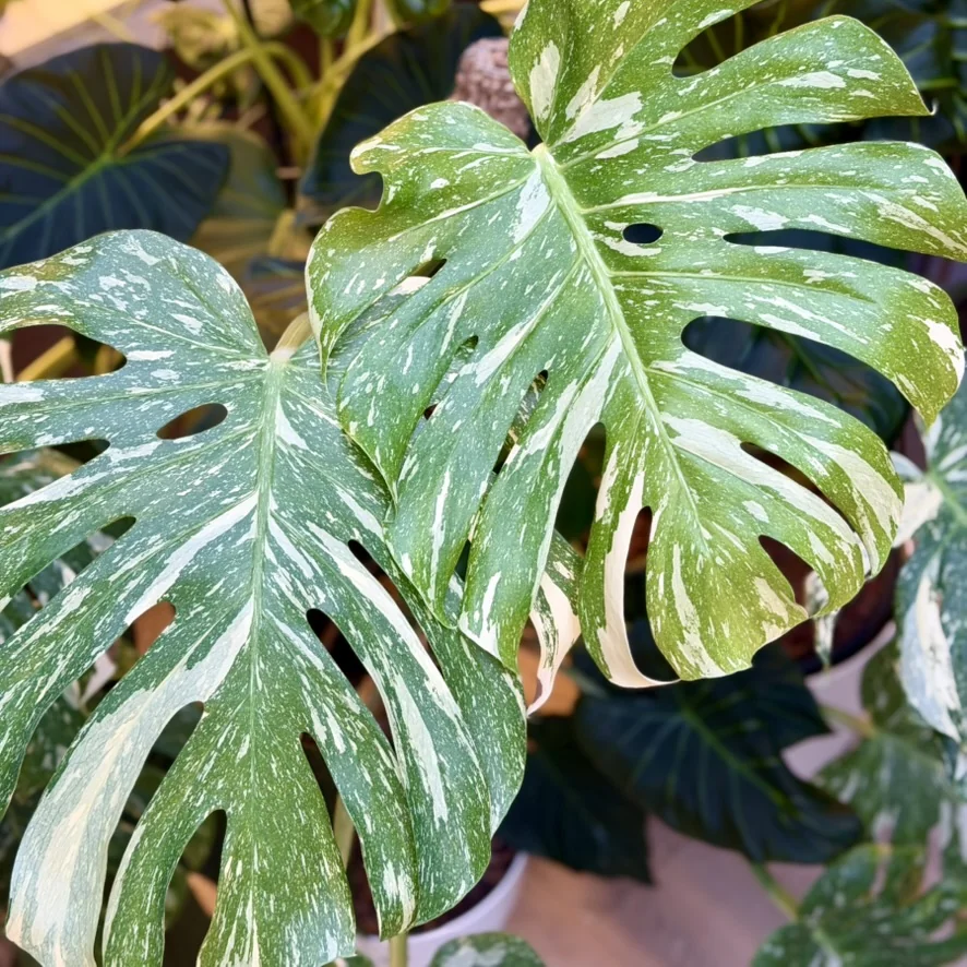 Monstera Thai Constellation met crèmekleurige spikkels over het hele blad
