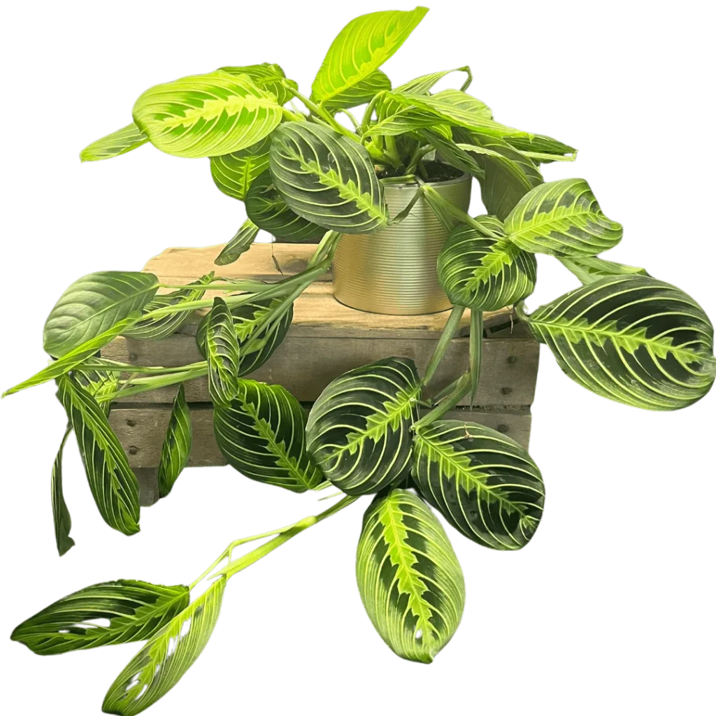 Tropische kamerplanten van Special Houseplants
