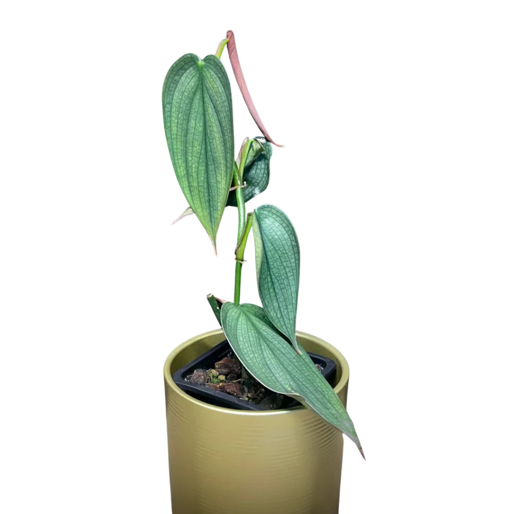 Kamerplanten van Special Houseplants
