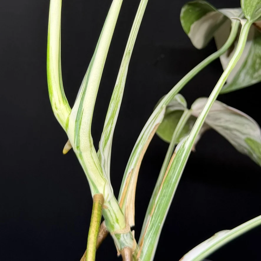 Witte variegatie in de steel van een Monstera voorspelt de tekening van de nieuwe bladeren