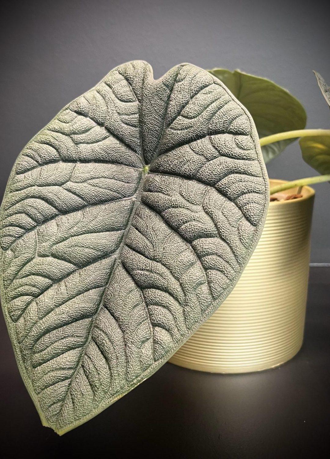 Alocasia-Melo