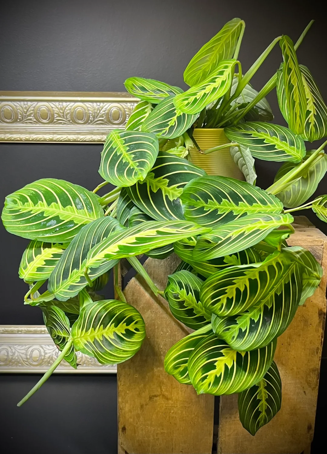Maranta_Lemon_Lime