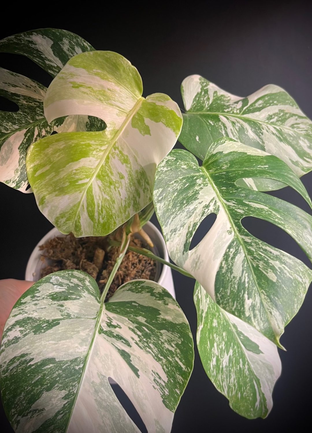 Monstera-albo-productfoto