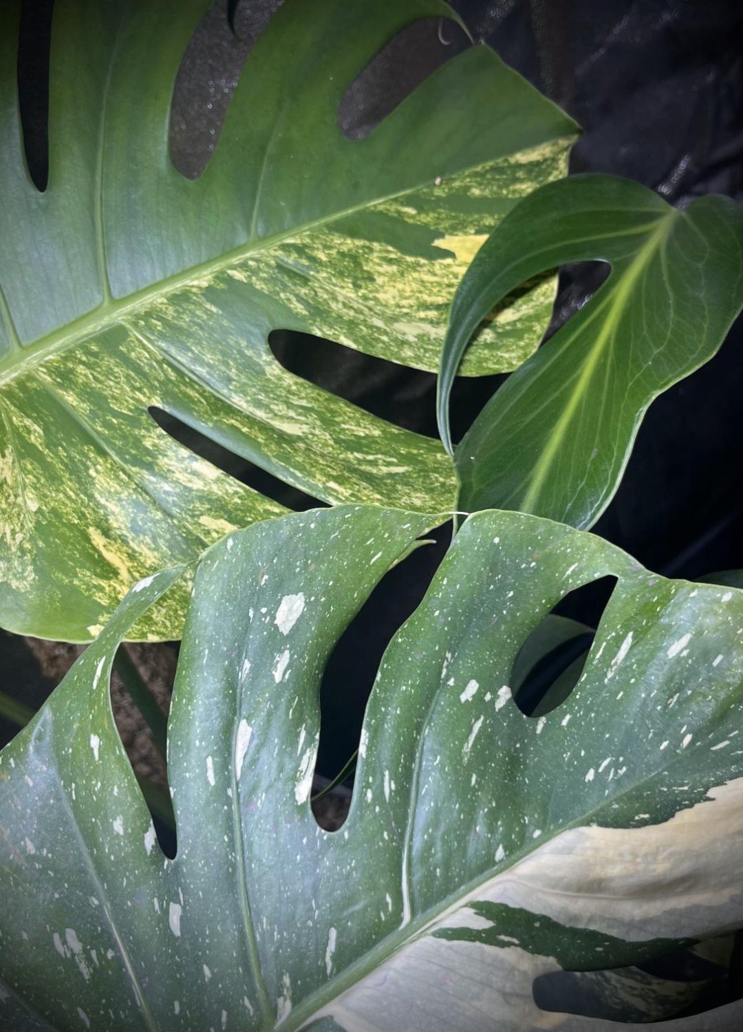 Monstera-bladeren-variegata