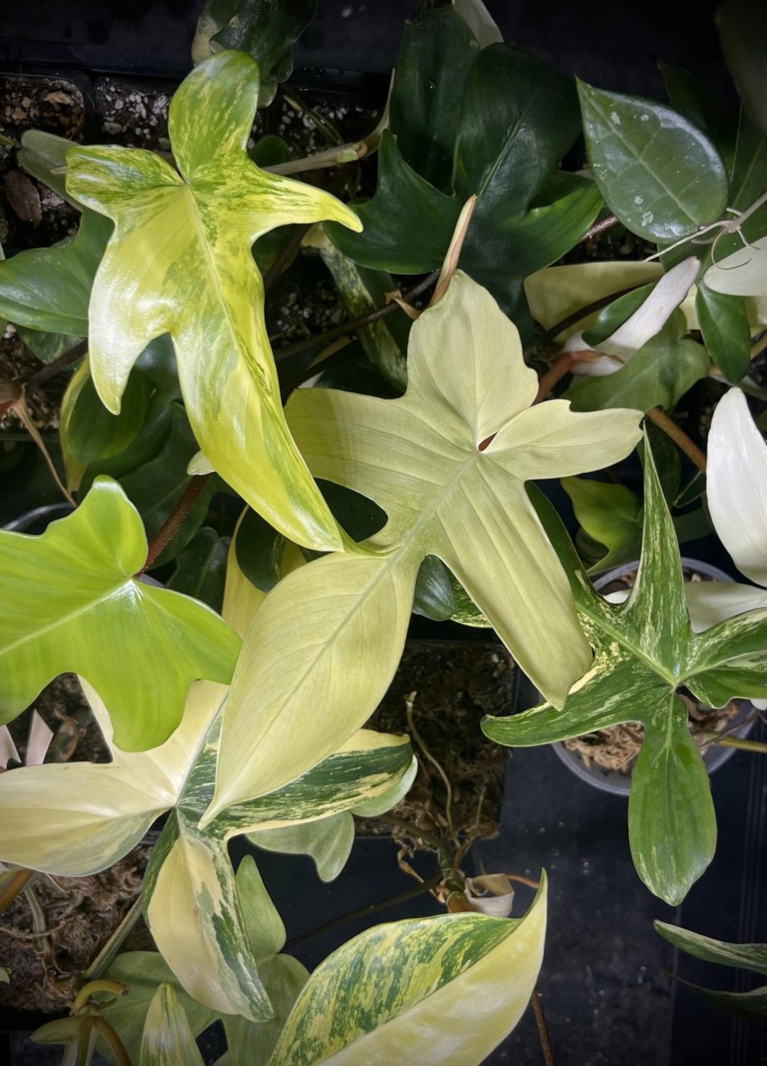 Philodendron-Florida