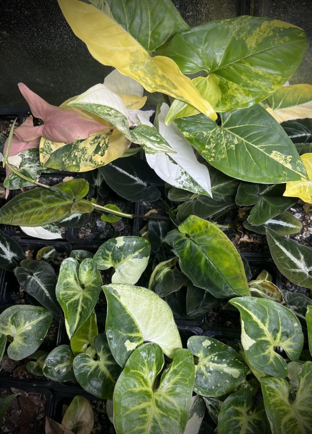 Syngonium-groep