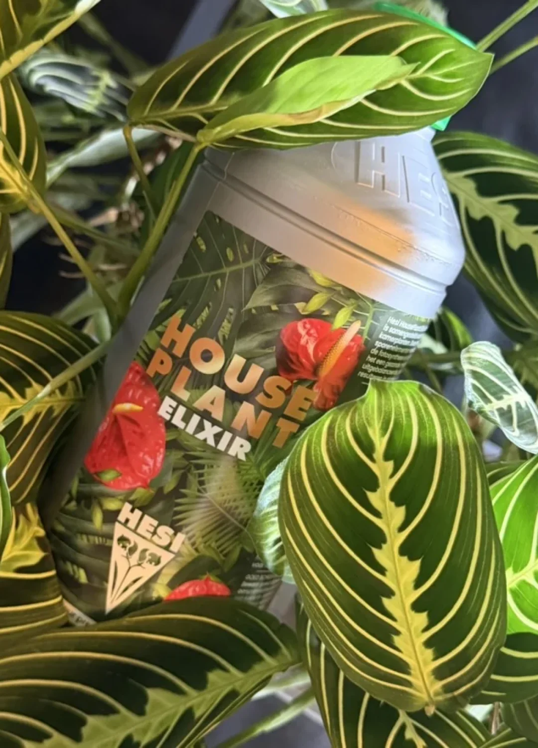Fles Hesi Houseplant Elixir tussen de bladeren van een Maranta Lemon Lime