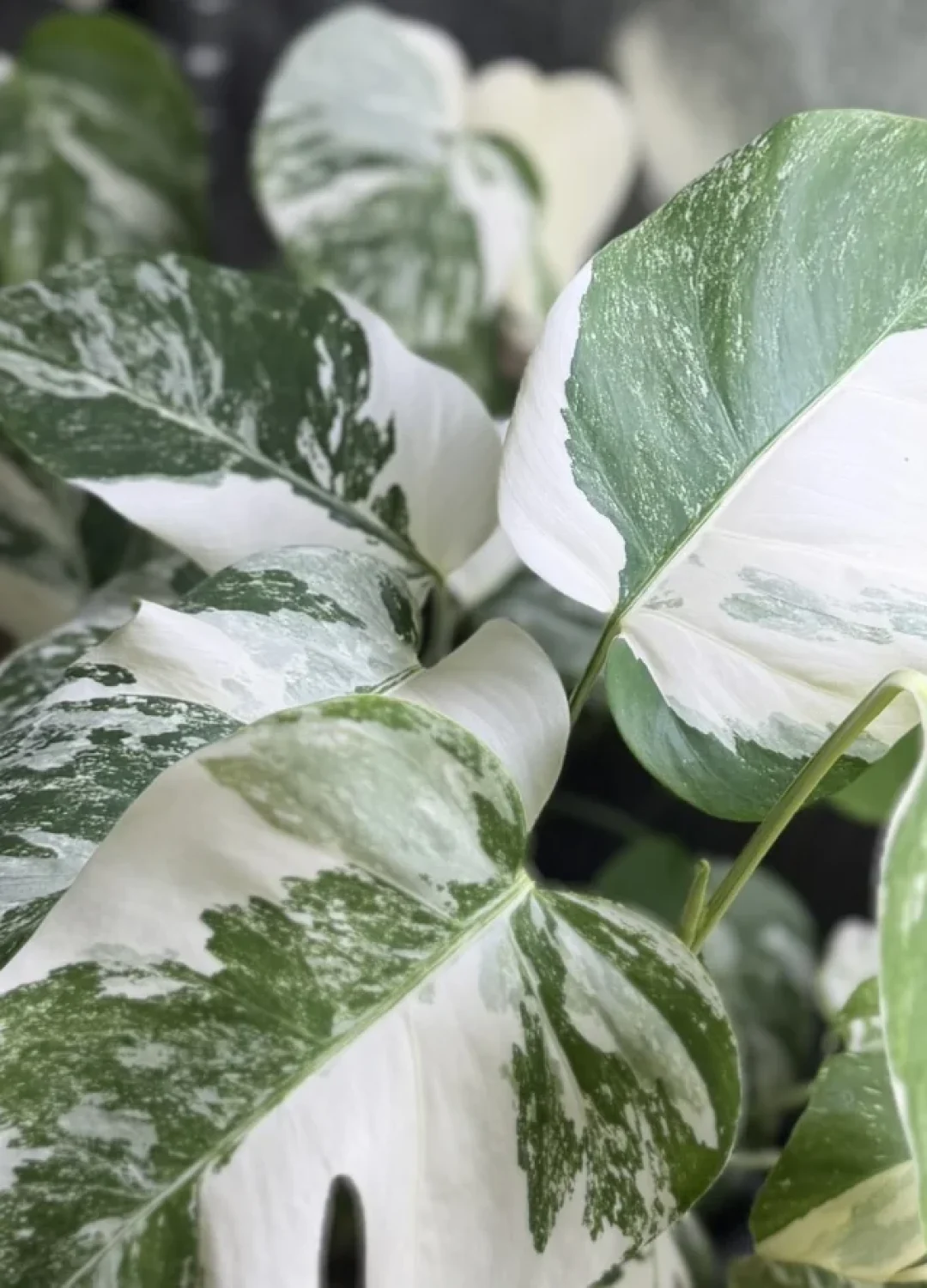 Witbonte bladeren van Monstera deliciosa Albo variegata in de kwekerij van Special Houseplants